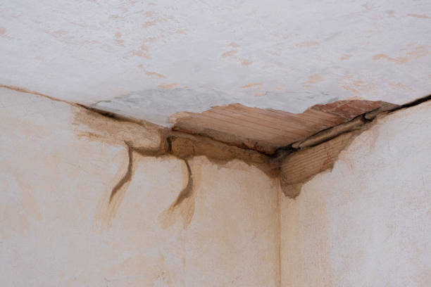 Best Basement water damage restoration  in International Falls, MN