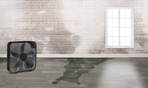 Best Water damage restoration near me  in International Falls, MN