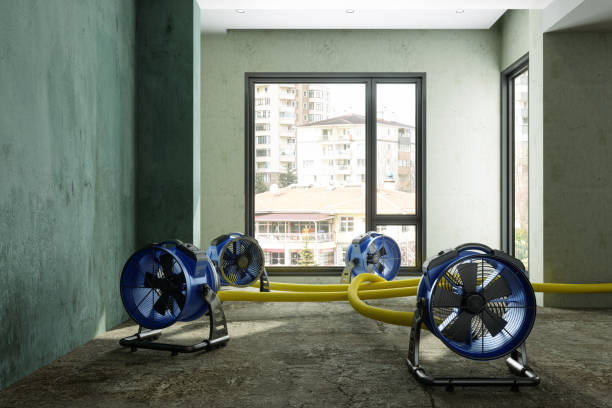 Best Water damage restoration near me  in International Falls, MN